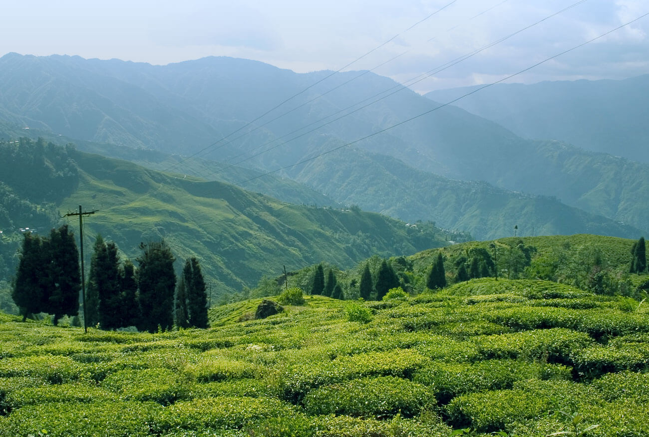 Happy Valley Tea Estate