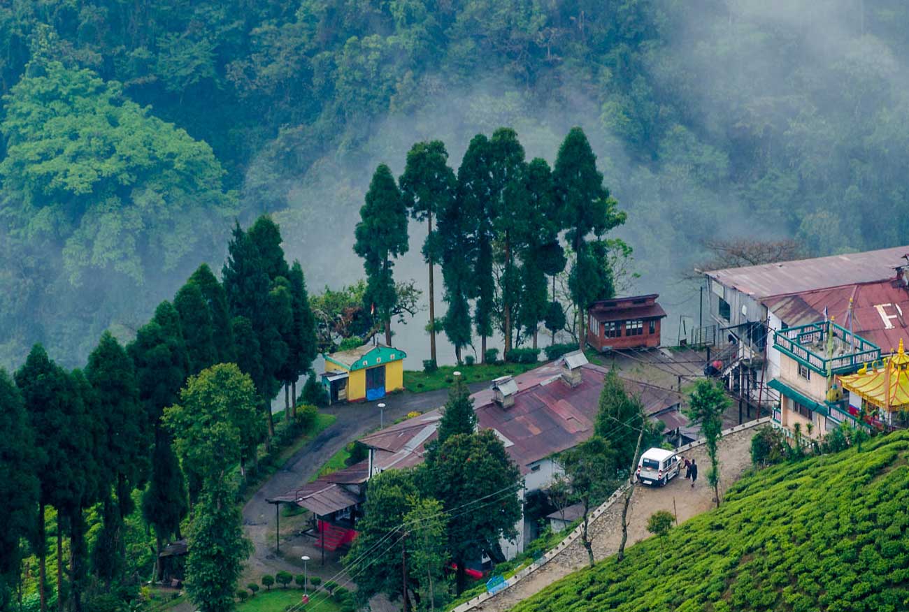 A photo of a tea garden in Darjeeling, with tea bushes and the Himalayan mountains in the background